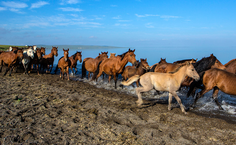 mongolia horseback rides 